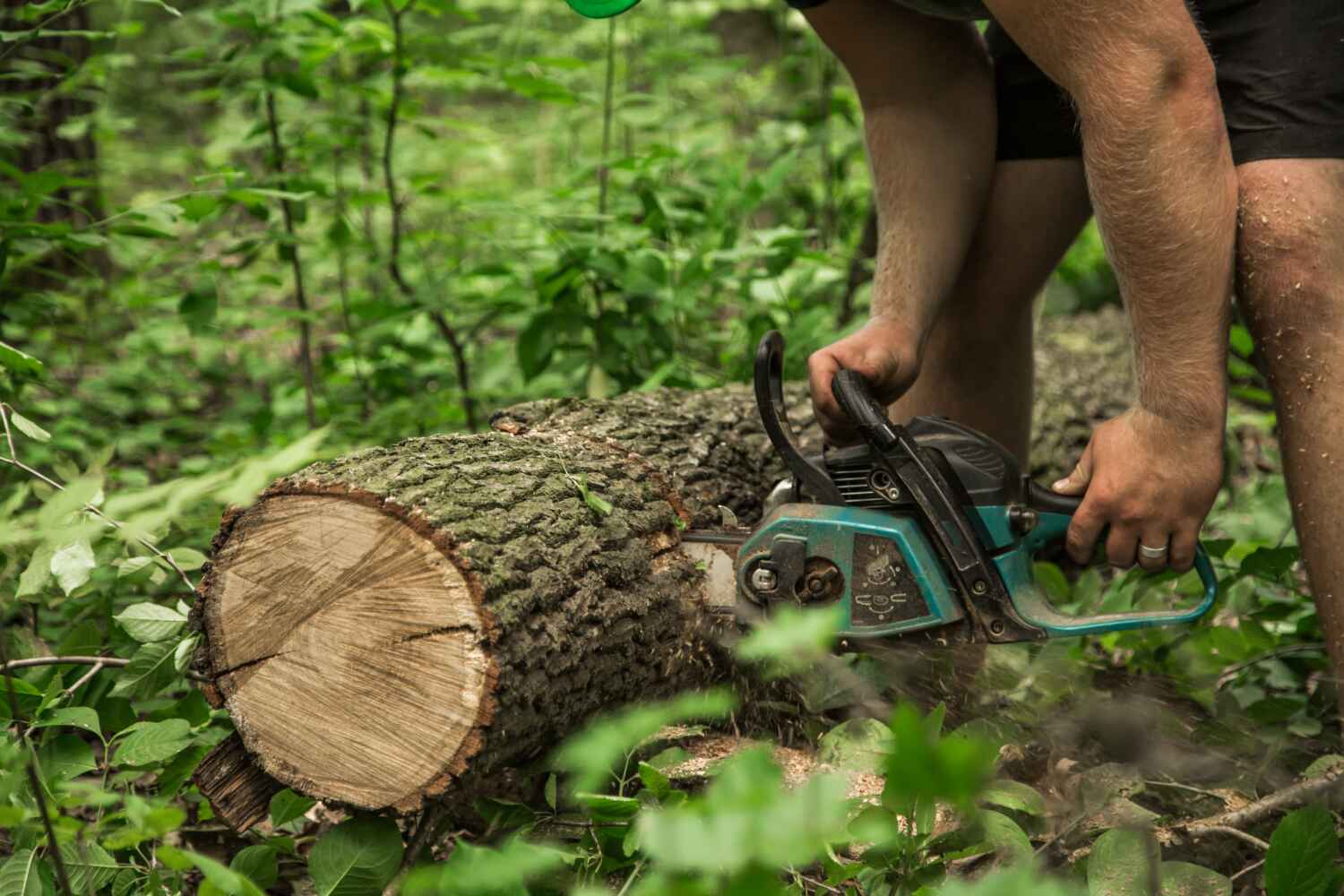 Best Tree Pruning Services  in USA